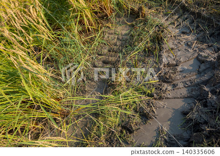 paddy, paddy field, rice field 140335606