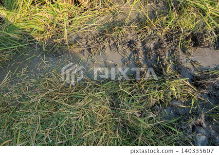 paddy, paddy field, rice field 140335607
