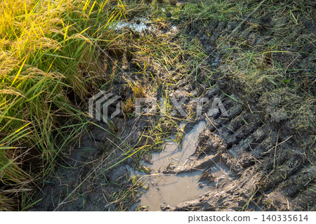 paddy, paddy field, rice field 140335614