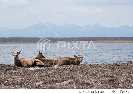 Wild Ezo deer on the Notsuke Peninsula Wild Ezo deer on the Notsuke Peninsula 140335672