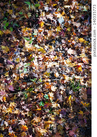 Maple leaves piled on the ground Maple leaves piled on the ground 140335773