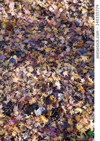 Maple leaves piled on the ground Maple leaves piled on the ground 140335774
