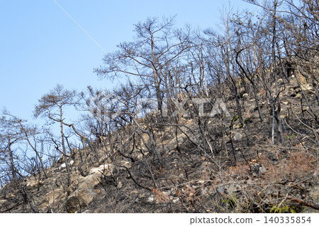 After the wildfire - charred trees in Minami Ward, Okayama City After the wildfire - charred trees in Minami Ward, Okayama City 140335854