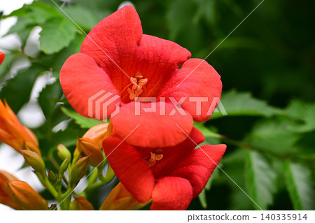 The red flower of the cod The red flower of the cod 140335914