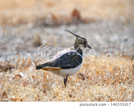 A northern lapwing alighted in the grass A northern lapwing alighted in the grass 140335917