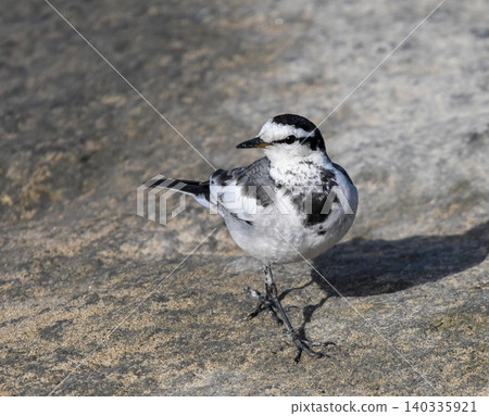 A white wagtail walking slowly A white wagtail walking slowly 140335921