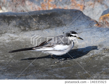 A white wagtail walking slowly 140335923