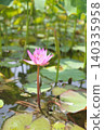 A single water lily and its leaves, covered in water droplets, stand proudly in a pond in early summer. 140335958