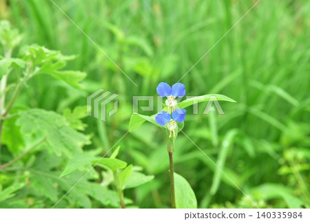 tunita花 140335984