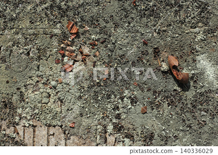 Historic Headstone With Mold and Broken Pecan Shell in Rural East TX Cemetery 140336029
