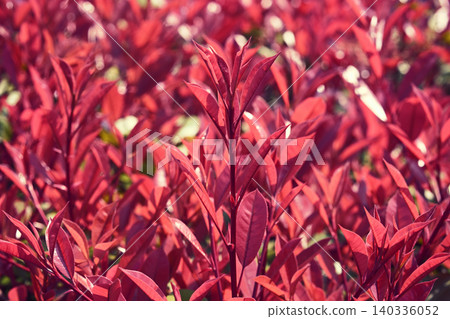 紅葉石楠(Photinia glabra) 紅葉石楠(Photinia glabra) 140336052