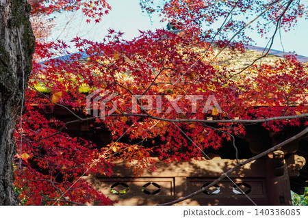 京都北部上高野寺院的楓樹秋葉。 140336085