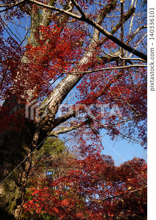 Autumn leaves of maple trees at a temple in Kamitakano, northern Kyoto. Autumn leaves of maple trees at a temple in Kamitakano, northern Kyoto. 140336101