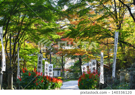 Kusatsu Onsen, Shirane Shrine: Beautiful autumn foliage in the shrine grounds (Kusatsu Town, Agatsuma District, Gunma Prefecture) Kusatsu Onsen, Shirane Shrine: Beautiful autumn foliage in the shrine grounds (Kusatsu Town, Agatsuma District, Gunma Prefecture) 140336120