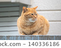 A tabby stray cat sitting outside 140336186