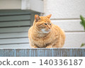A tabby stray cat sitting outside 140336187