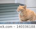 A tabby stray cat sitting with its eyes closed. 140336188