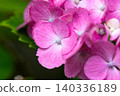 Bright pink hydrangea flowers 140336189