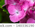 Bright pink hydrangea flowers 140336190
