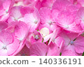 Bright pink hydrangea flowers 140336191