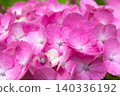 A close-up of a vibrant pink hydrangea flower. 140336192
