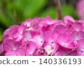 Bright pink hydrangea flowers 140336193