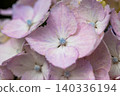 Light pink hydrangea 140336194