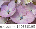Light pink hydrangea 140336195
