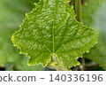 Cucumber green leaves 140336196