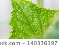 Cucumber green leaves 140336197