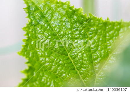 Cucumber green leaves Cucumber green leaves 140336197