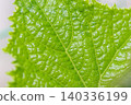 Cucumber green leaves 140336199