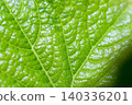 Close-up of the surface of the green leaves 140336201
