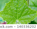 Cucumber green leaves 140336202