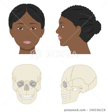 Comparative illustration of a Black woman's face and skull viewed from the front and side (medical and anatomical reference material) Comparative illustration of a Black woman's face and skull viewed from the front and side (medical and anatomical reference material) 140336219