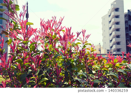 Red Robin (Photinia glabra) Red Robin (Photinia glabra) 140336259