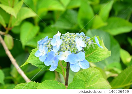 Gaku hydrangea flower Gaku hydrangea flower 140336469