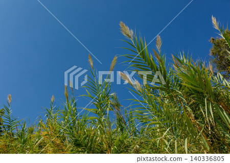 Tall Green Reeds and Wild Grass Against Deep Blue Summer Sky Tall Green Reeds and Wild Grass Against Deep Blue Summer Sky 140336805
