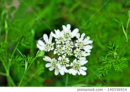 White Orlaya flowers (Spring, April) White Orlaya flowers (Spring, April) 140336914