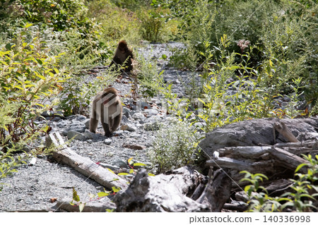 Monkeys playing by the river Monkeys playing by the river 140336998
