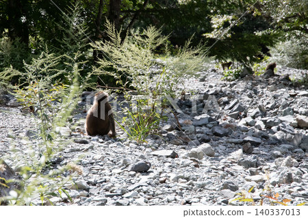 Brown bear crossing a stream Brown bear crossing a stream 140337013