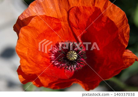 Vibrant Red Poppy Flower Macro Close-Up Showing Delicate Petals and Seed Pod Center Vibrant Red Poppy Flower Macro Close-Up Showing Delicate Petals and Seed Pod Center 140337038