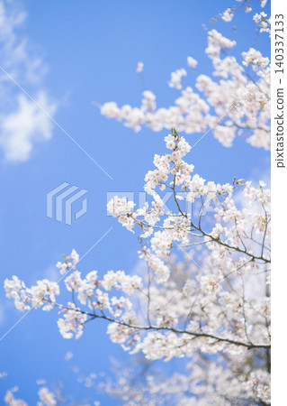 Cherry blossoms in full bloom and blue sky (taken with an old lens) Cherry blossoms in full bloom and blue sky (taken with an old lens) 140337133