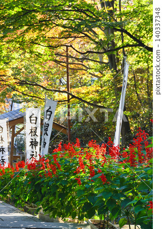 草津溫泉,白根神社:神社內美麗的秋葉(群馬縣吾妻郡草津町) 草津溫泉,白根神社:神社內美麗的秋葉(群馬縣吾妻郡草津町) 140337348