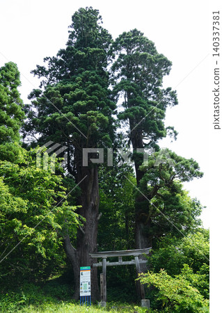 山形縣南陽市葉山權現神社的兩棵杉樹 山形縣南陽市葉山權現神社的兩棵杉樹 140337381