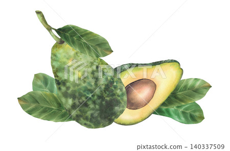 Avocado fruit composition. Watercolor hand drawn illustrations whole ripe avocado, halves vegetables with seed and leaves. Isolated from background food clipart for eco prints and cosmetic packaging. Avocado fruit composition. Watercolor hand drawn illustrations whole ripe avocado, halves vegetables with seed and leaves. Isolated from background food clipart for eco prints and cosmetic packaging. 140337509