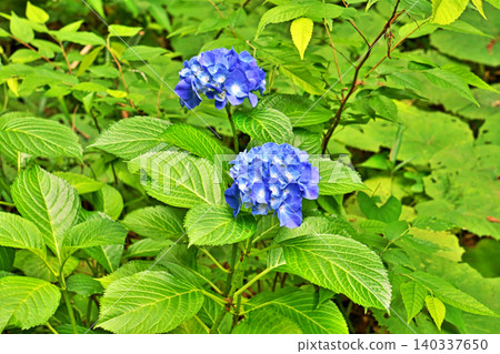 藍色繡球花(夏季,六月) 藍色繡球花(夏季,六月) 140337650