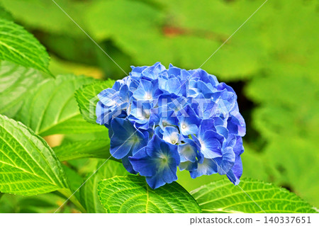 Blue hydrangea flowers (summer, June) Blue hydrangea flowers (summer, June) 140337651