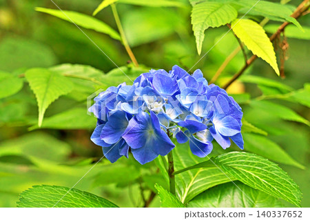 藍色繡球花(夏季,六月) 藍色繡球花(夏季,六月) 140337652