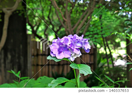 紫色繡球花(夏季,六月) 紫色繡球花(夏季,六月) 140337653